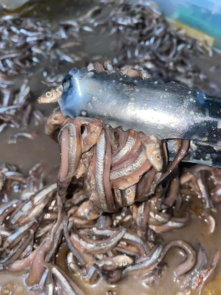 Mắm Nêm Cá Cơm